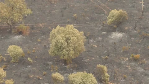 Trees after a forest fire in Spain with trees and pastures. Summer 2025 Stock Footage 328365672