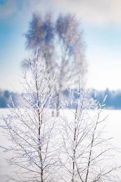 Trees after freezing rain Stock Photos
