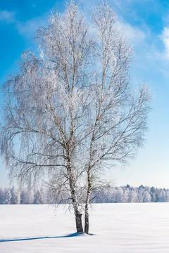 Trees after freezing rain Stock Photos