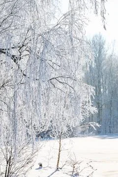 Trees after freezing rain Foto stock
