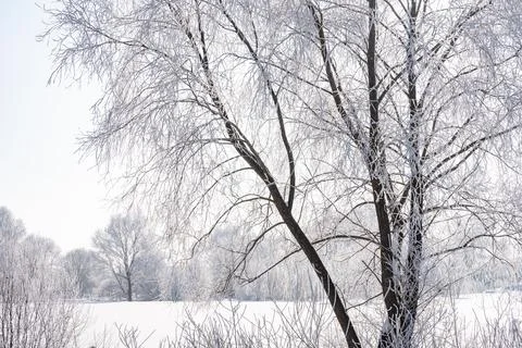 Trees after freezing rain Stock Photos