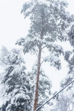 Trees after a heavy snowfall Foto stock