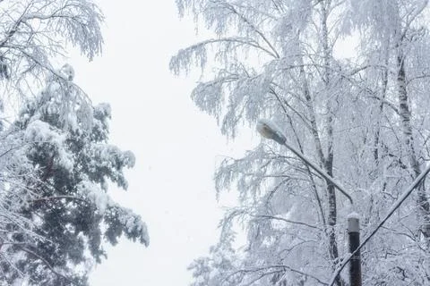 Trees after a heavy snowfall Stock Photos