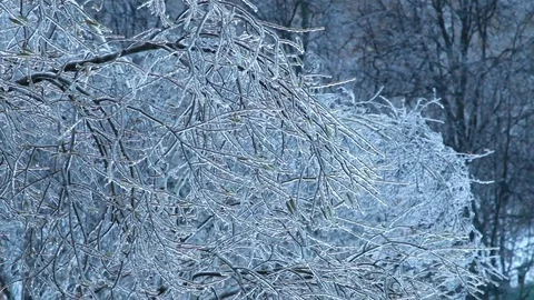 Trees after ice rain. Stock Footage 70803305
