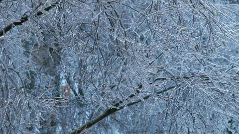 Trees after ice rain. Stock Footage 70803380
