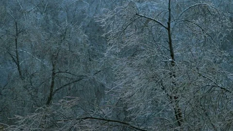 Trees after ice rain, one branch break and fall Stock Footage 70804936