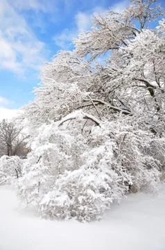 Trees after ice storm Stock Photos