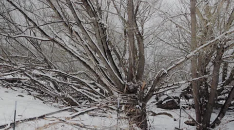 Trees after a snowfall Stock Footage 22825866
