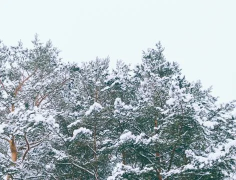 Trees After Snowfall Stock Photos