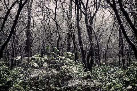 Trees after a snowfall Foto stock