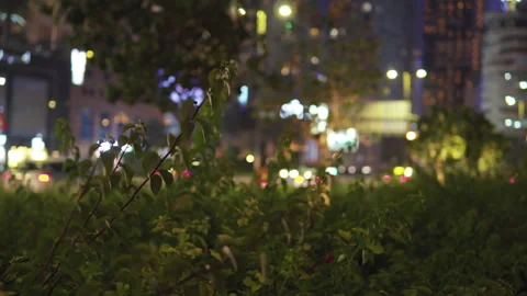 Trees against the backdrop of a night city with skyscrapers, cars passing in the Stock Footage 243879799
