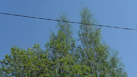 Trees against the background of the sky and wires sway in the wind. Stock Footage 154255932