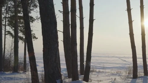 Trees against the background of a snowy field leaving the horizon. 库存影片 85100658