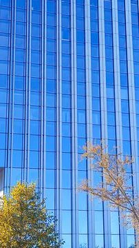 Trees against the background of windows of a modern high-rise building. Busin Stock Photos
