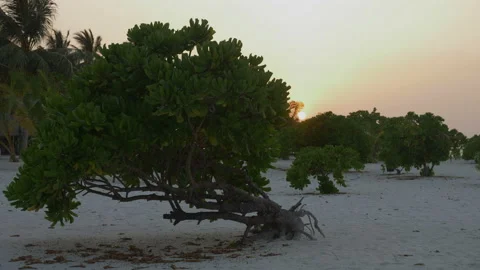 Trees against a beautiful sky during a tropical sunset. Stock Footage 89711518