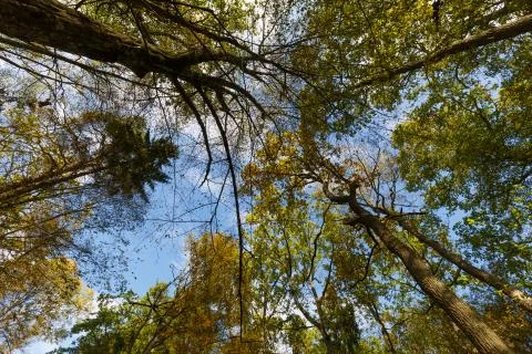 Trees against blue sky in fall Foto stock