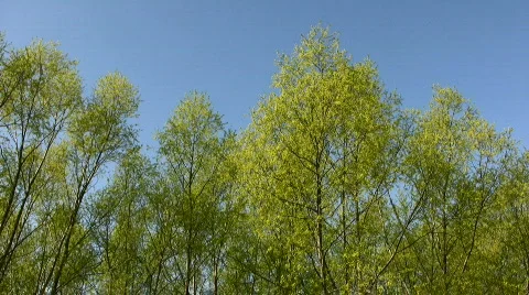 Trees against the blue sky Stock Footage 858433