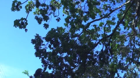Trees against blue sky Stock Footage 48408859