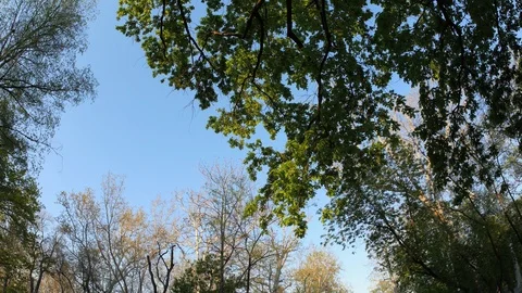 Trees against the blue sky Stock-Footage 115255068