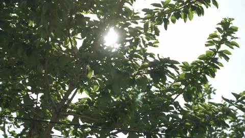 Trees against the blue sky Видео 165388045