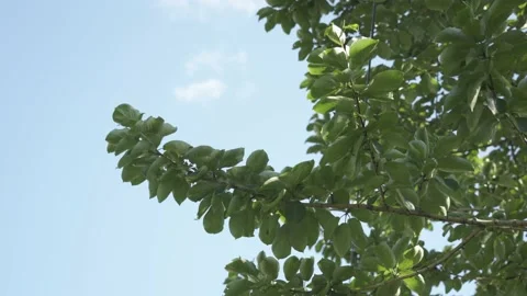 Trees against the blue sky Stock Footage 165388064