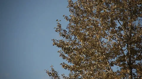 Trees against blue sky for FX Stock Footage 32288912
