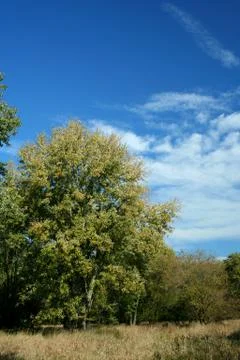 Trees against blue sky Stock Photos