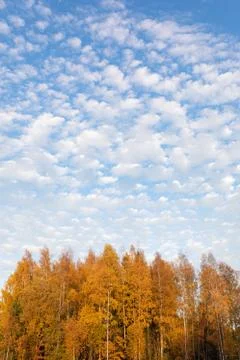 Trees against cirrocumulus clouds sky Stock Photos