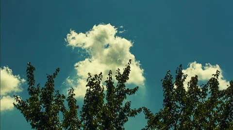 Trees Against Clouds Video stock 27572457