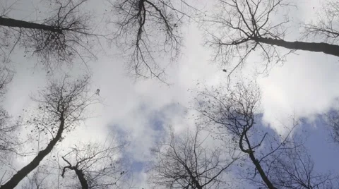 TREES AGAINST CLOUDY SKY Stock Footage 68859339