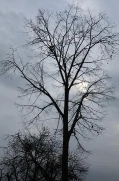 Trees against cloudy sky Stock Photos