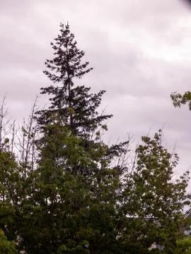 Trees against a cloudy sky Stock Photos
