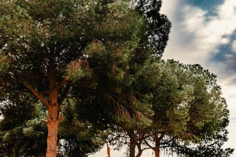 Trees against a cloudy sky Stock-Fotos