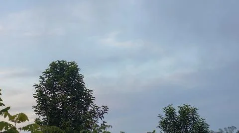 Trees Against Cloudy Sky 스톡 사진
