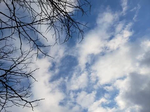 Trees Against a Cloudy Sky Stock Photos