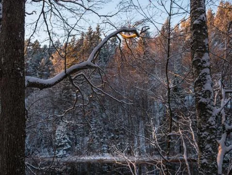 Trees against the cold winter evening sky Foto stock