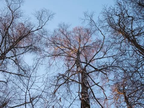 Trees against the cold winter evening sky Stock Photos