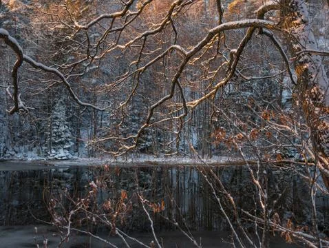 Trees against the cold winter evening sky Stock Photos