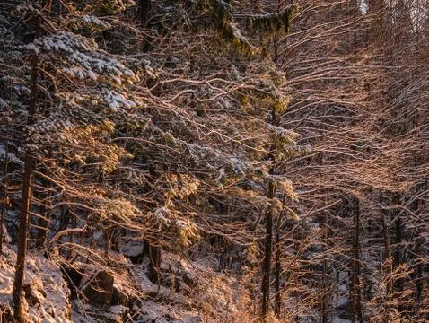 Trees against the cold winter evening sky Stock Photos