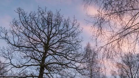 Trees against the cold winter evening sky Stock Photos