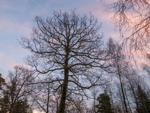 Trees against the cold winter evening sky Stock Photos
