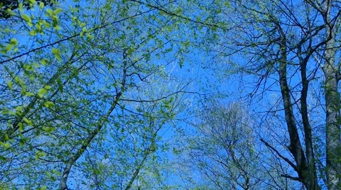 Trees Against Deep Blue Sky Moving On a Wind Stock Footage 50149528