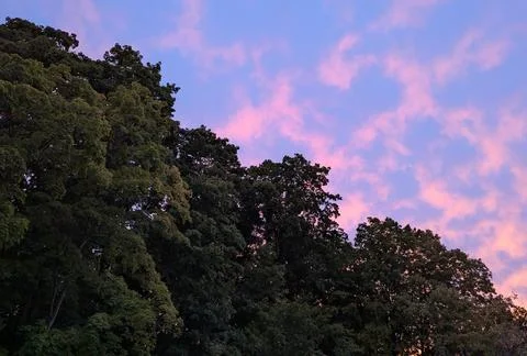 Trees Against an Evening Sky Stock Photos