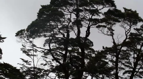 Trees against the light in rainforest Stock Footage 50482823