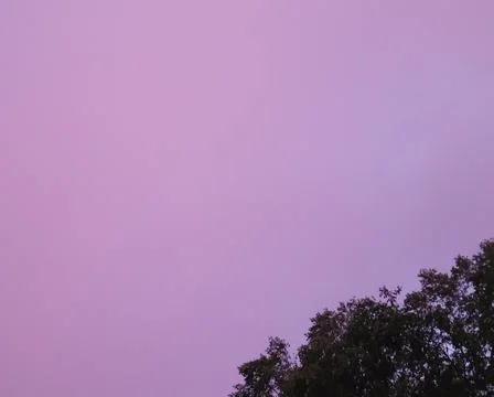 Trees Against a Pink Sky Stock Photos