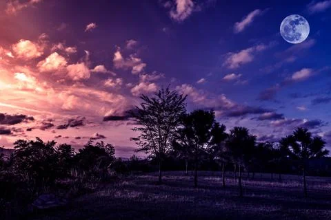 Trees against sky with clouds and beautiful full moon over tranquil nature Foto stock
