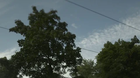 Trees against the sky Video stock 84265638