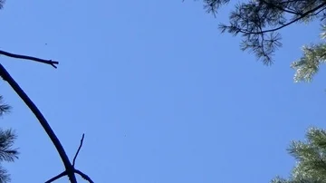 The trees against the sky Stock Footage 85876390