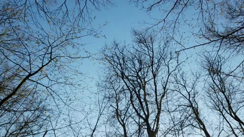 Trees against sky Stock Footage 139411161