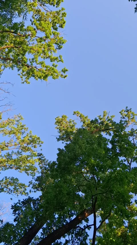 Trees against the sky Stock Footage 341676662